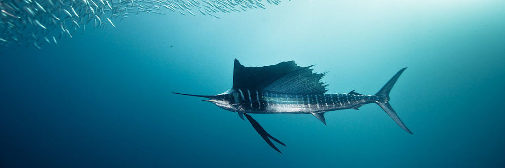 Sailfish_Head-HighClassHooker