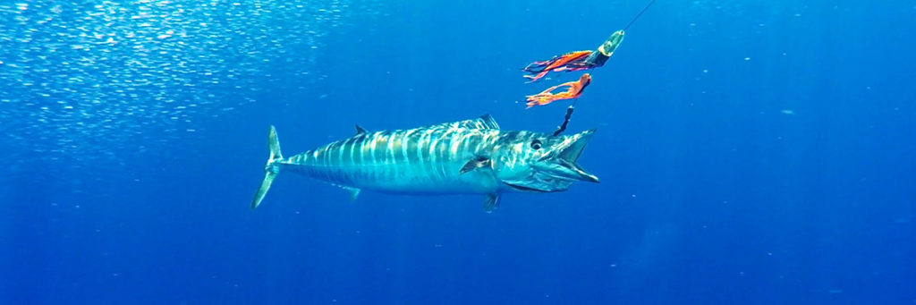 Wahoo Fishing in Key West - Florida Sportsman