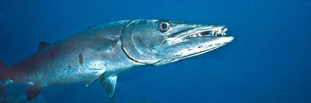 Barracuda - Key West Charter Fishing